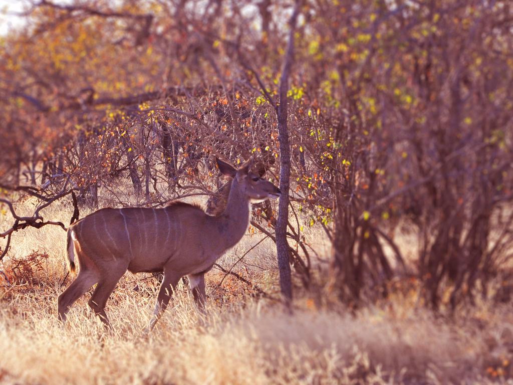 Dinkweng Safari Lodge The Waterberg Biosphere Zewnętrze zdjęcie